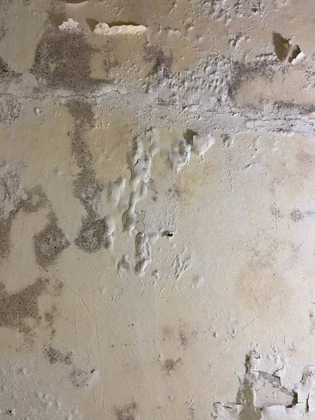 Best Emergency Mold Removal  in Weatherby Lake, MO