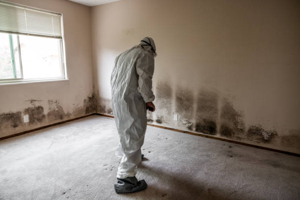 Best Toxic Mold Removal  in Weatherby Lake, MO