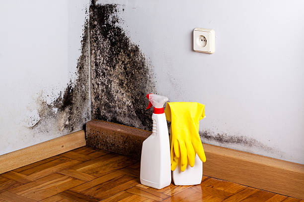 Best Residential Mold Removal  in Weatherby Lake, MO